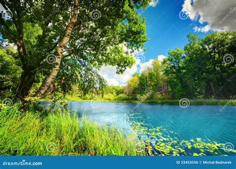 Clean Lake In Green Spring Summer Forest Stock Photo 33453556 Megapixl