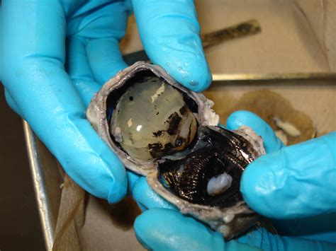 Cow Eye Dissection