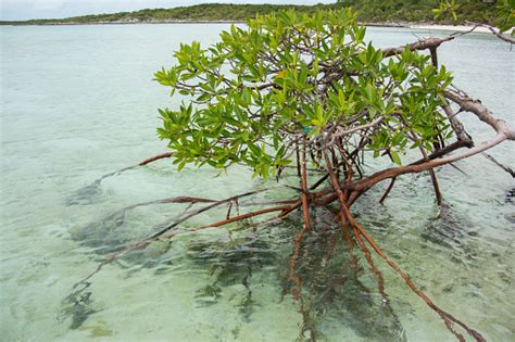 Prop Roots Of A Red Mangrove Tree Stock Photo Download Image Now Istock
