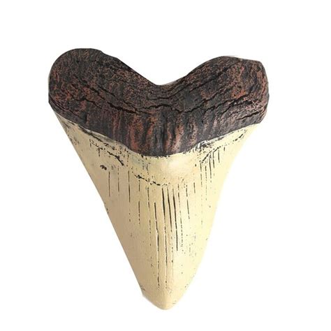 Megalodon Tooth Giant Tooth Megalodon Tooth Resin B8o33157 Ebay