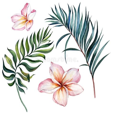 Achtergrond Van Palmen Vector Illustratie Illustration Of Tropisch 142499026