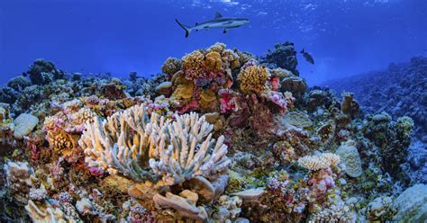 Researchers Complete First Ever Detailed Map Of Global Coral Today