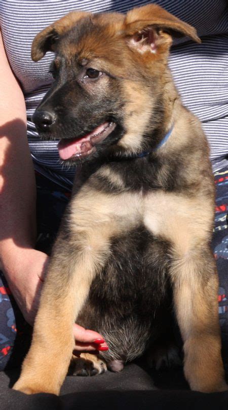 Onkel Sable German Shepherd Puppy For Sale In Tucson Arizona Zauberberg
