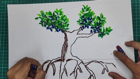 Mangrove Tree YouTube