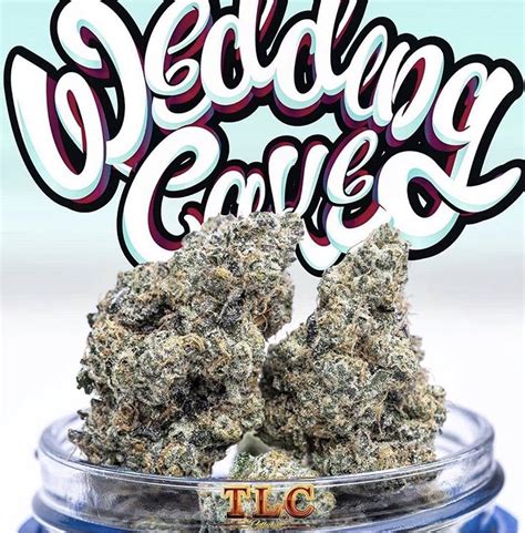 Maybe you would like to learn more about one of these? Jungle Boys-Wedding Cake - Supreme Seed Bank