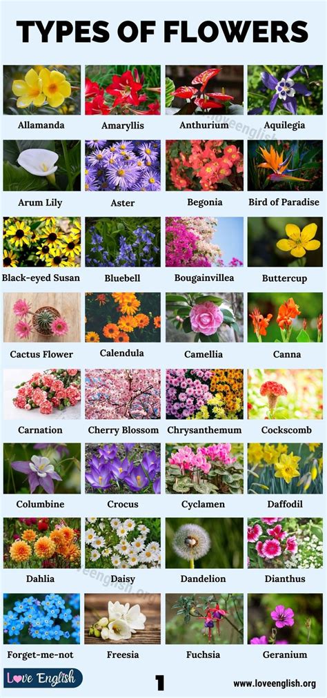 Types Of Flowers 70 Different Types Of Flowers In The World Love English In 2021 Types Of