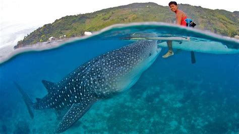 Travel Trivia Whale Sharks Of Oslob Cebu Kkday Blog