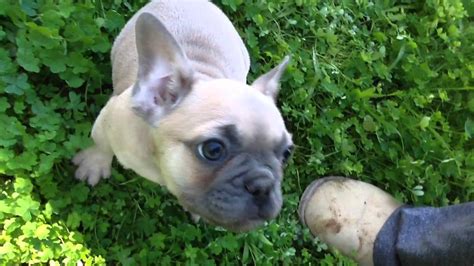 When a dad travels 3400km to do this!! AKC blue fawn, cream, and honey pied French Bulldog ...