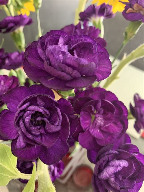 Mini Purple Carnations From My Mg♥️💚 Purple Carnations Carnations