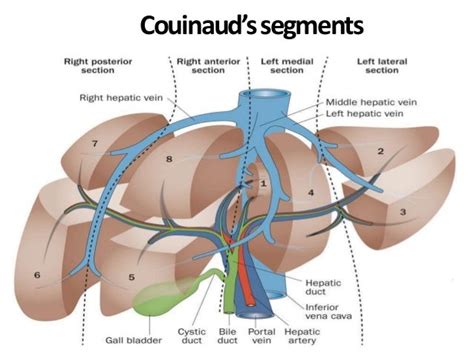 Radiological Anatomy Of Liver Segments