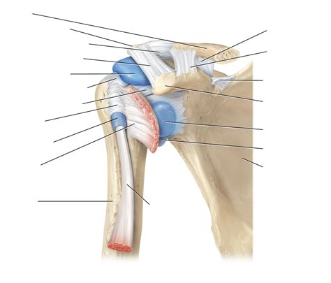 Acromioclavicular Shoulder Joint Diagram Quizlet