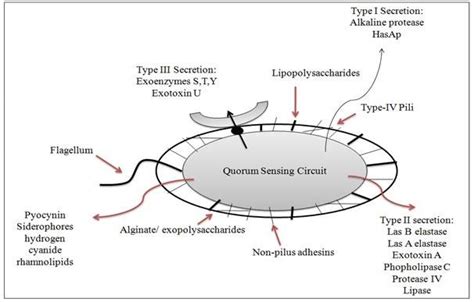 Morphology Of Pseudomonas Aeruginosa Representing Cellassociated And