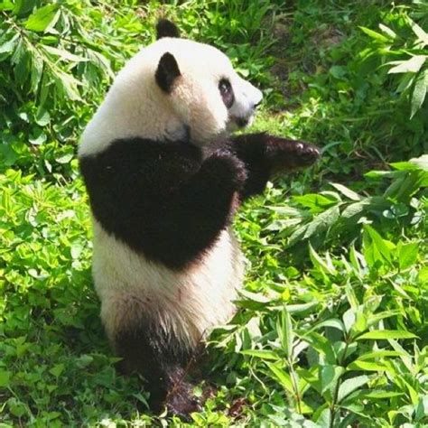 Everybody Was Kung Fu Fighting The Big Fat Panda Pinterest Kung
