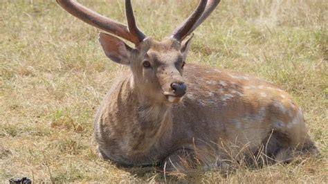 Sika Deer Buck In Field Stock Footage Videohive