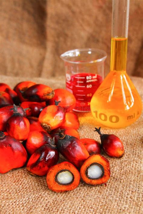 Oil Palm Fruits With Palm Oil Stock Image Image Of Agricultural Palm