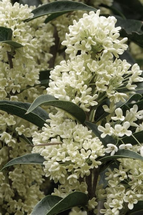 The name 'fudingzhu' means pearls on buddha's head. this is the most outstanding woody introduction for the deep south in the last 20 years. Buy 'Fudingzhu' Fragrant White Tea Olive - FREE SHIPPING ...