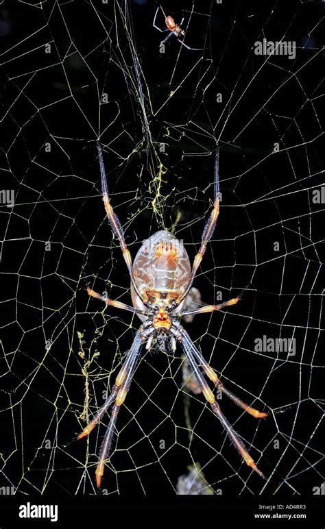 Female Golden Orb Weaver Spider With Tiny Male In The Top Of The Web