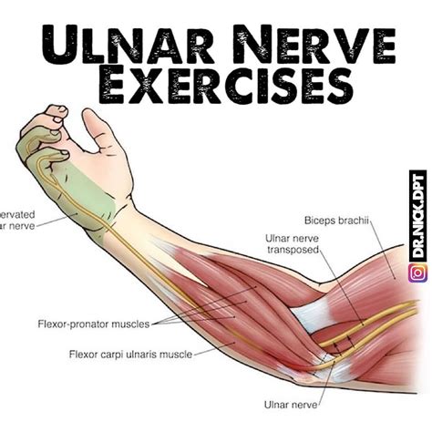 Ulnar Nerve Exercises Elbow Exercises Carpal Tunnel Relief Knee Pain Relief Radial Nerve