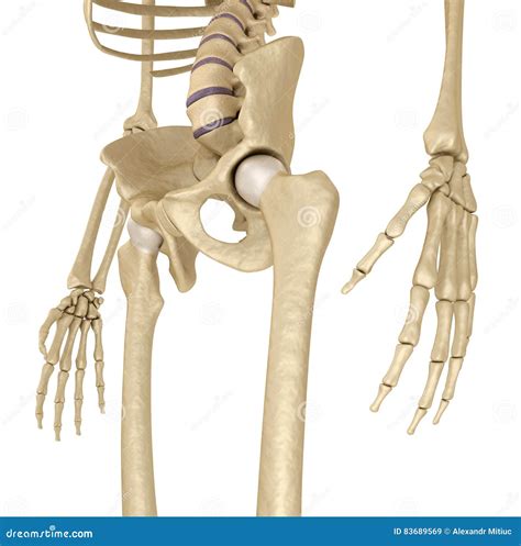Human Skeleton Pelvis And Sacrum Isolated On White Stock Illustration