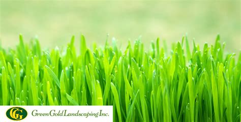 Complete Guide To Grass Seeding In Spring Green Gold Landscaping Inc