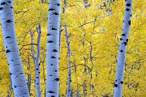 Birch Forest In Autumn Image Abyss