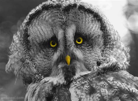 Owl Bird Photography By 16