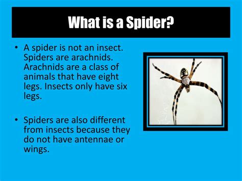 Ppt All About Spiders Powerpoint Presentation Free Download Id