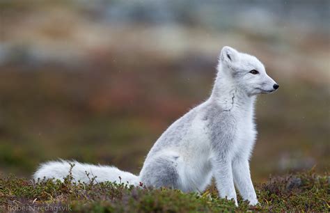 Fjellrev Arctic Fox 2 From Dovre Norway Robert Fredagsvik