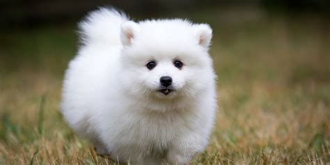 What Is The Smallest Fluffy Dog