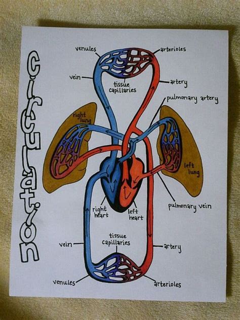 174 Best Circulatory System Images On Pinterest Human Anatomy The
