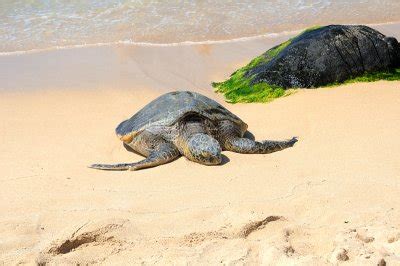 Green Sea Turtle Laniakea Oahu Photo Lionel Yearwood Photos At