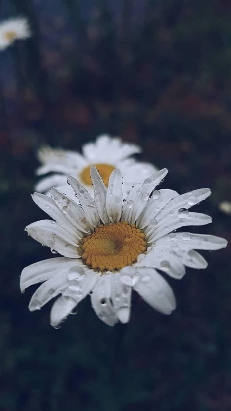 J'ai une véritable passion pour cette fleur. #kinfolk #green #nature #marguerite #daisy | Marguerite, Fleurs, Bouquet