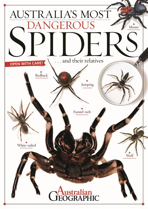 Australias Most Dangerous Spiders Australian Geographic