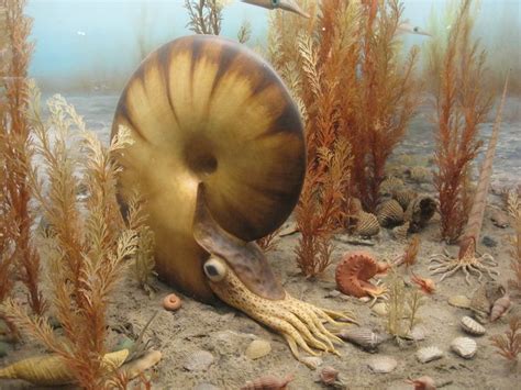 The Most Weird Sea Creatures You Will Not Believe They