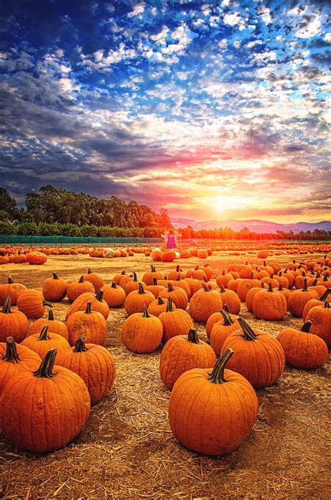 Sunset At The Pumpkin Patch Is A Photograph By Lynn Bauer
