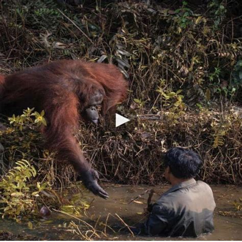 Wild Orangutan Reaches Out Helping Hand To Man Stuck In Mud