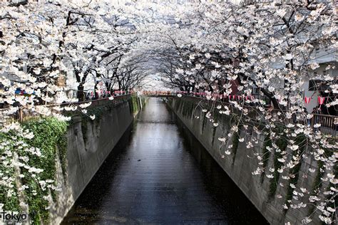 Cherry Blossoms On The Nakameguro River In Tokyo Pictures