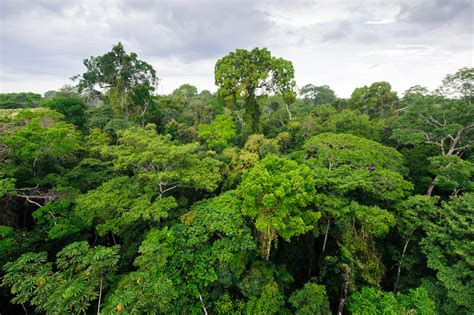 Rainforests typically receive over 2000mm of rain each year. What is the structure of the tropical rainforest ...