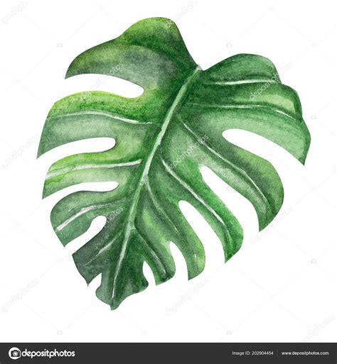 Green Monstera Tropical Leaves Watercolor Illustration Isolated White Background — Stock Photo ...