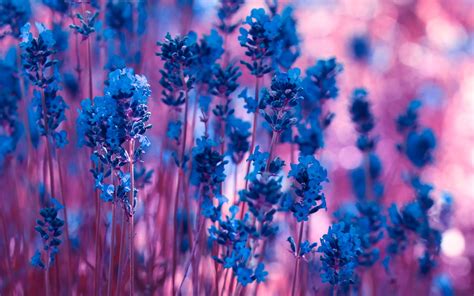 Fondos De Pantalla Flores De Lavanda Azul Púrpura Bokeh 1920x1200 Hd Imagen