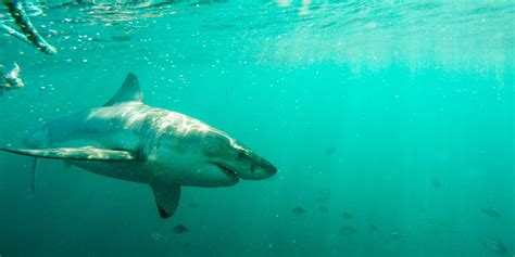 Four Reasons To Overcome Your Fear Of Sharks Gvi Gvi