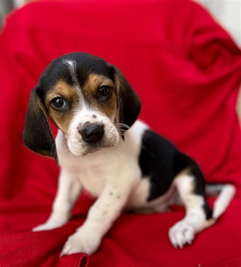 Lancaster puppies advertises puppies for sale in pa, as well as ohio, indiana, new york and other states. Beagle Puppies For Sale | Riverside, CA #315373 | Petzlover