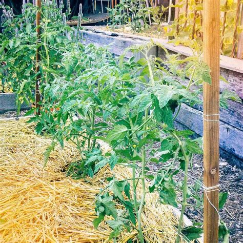 Florida Weave A Better Way To Trellis Tomatoes In 2021 Vegetable