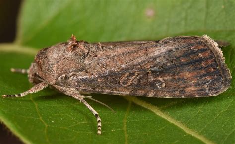 Fall Armyworm Moth Moths Of Georgia Inaturalist