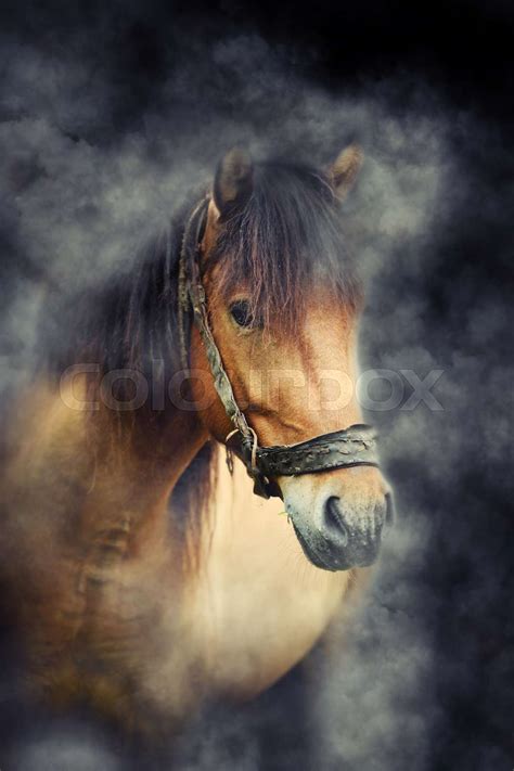 Horse In Smoke Stock Image Colourbox
