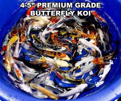 Huge Discounts On Live Koi And Butterfly Koi Blue Ridge Fish Hatchery