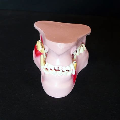 Anatomical Caninedog Pathological Jaw Model Animal Models Store