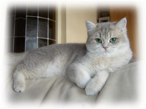 Cobby is the perfect word for them as their structure is short with strong legs, a big round head with. What to Do Before Bringing Home Your New British Shorthair ...