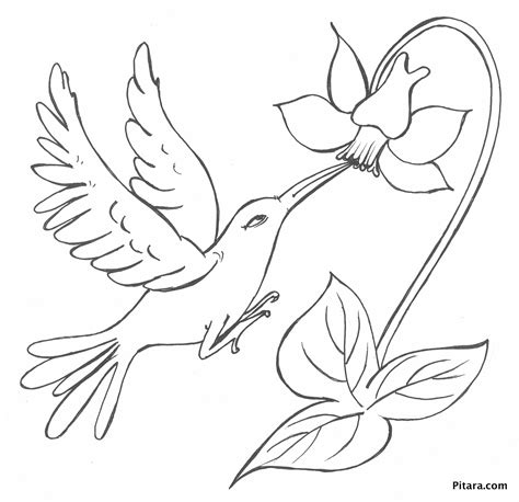 Rainforest Birds Coloring Pages At Free Printable