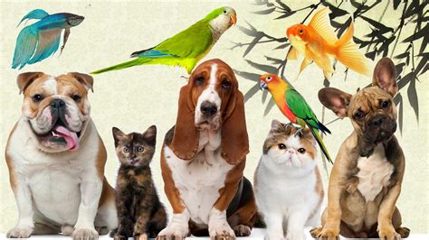 Las mejores 100 imágenes de my pet shop. Pet Shop na China :: Animais, Plantas e Utensílios ::: 2 A ...
